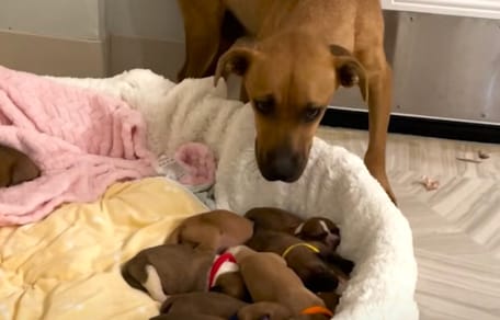 Une chienne et ses 14 petits