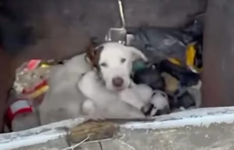 Una perra y sus cachorros en un cubo de basura