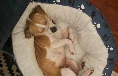 Une chienne gestante allongée