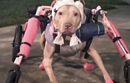 Une chienne handicapée en fauteuil roulant