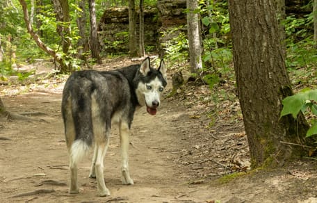 Une chienne Husky trouvée dans la nature