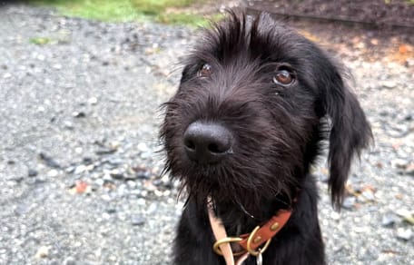 Une chienne noire abandonnée