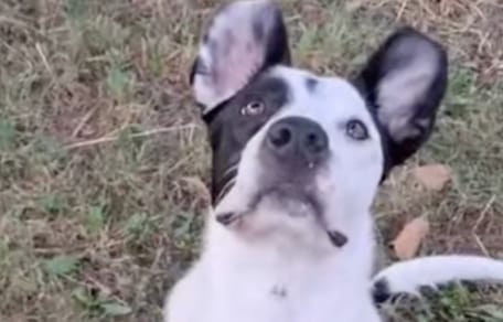 Une chienne noire et blanche à l'adoption