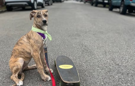 Une chienne près d'un skate