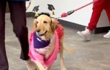 Une chienne qui célèbre sa bataille contre le cancer
