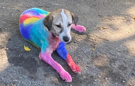 Une chienne recouverte de peinture de toutes les couleurs