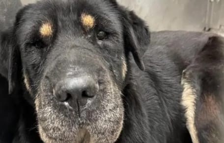 Une chienne triste