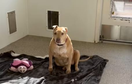 Una cagnolina triste in un rifugio