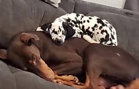 Eine Dalmatinerin und ein Dobermann