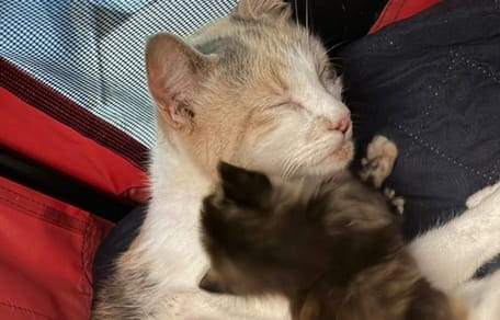 Une famille de chats