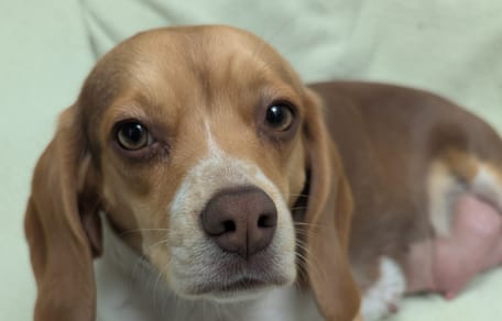 Een drachtig Beagle teefje