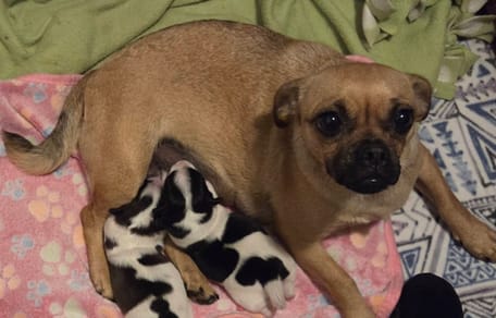 Eine Mops-Mama und ihre Welpen mit geflecktem Fell im Kuh-Look