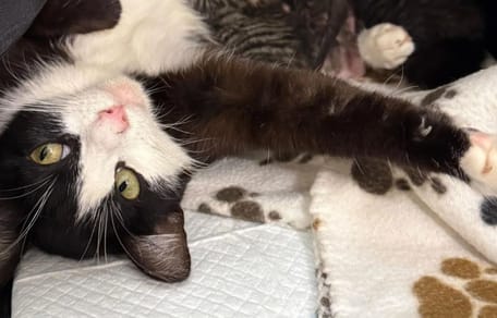 Eine liebevolle Katzenmutter
