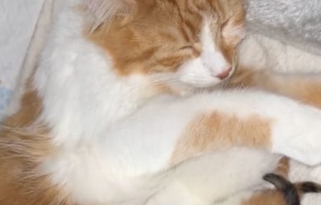 Une maman chat donne naissance à ses chatons