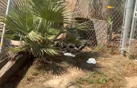 A mother dog hiding under a palm tree