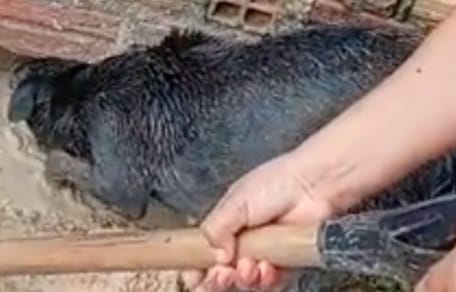 Eine Hundemutter sucht verzweifelt nach ihren Welpen