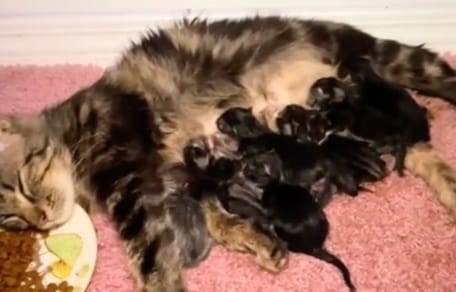Une maman et ses chatons