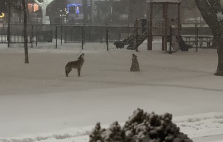 Une nature enneigée et deux coyotes
