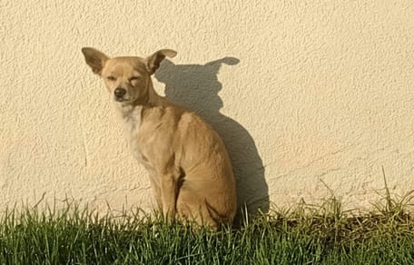 Een klein hondje dat werd achtergelaten tijdens een verhuizing