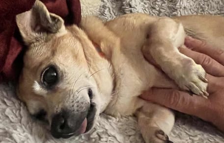 Une petite chienne chihuahua allongée