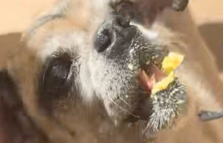Eine kleine Hündin frisst Eis