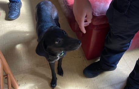 Une petite chienne noire