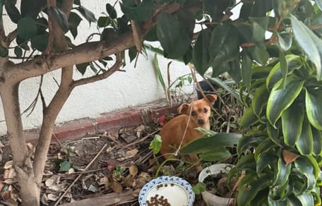 Una cagnolina pietrificata tra i cespugli