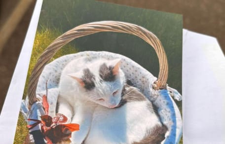 A photo of a grey and white cat in a basket