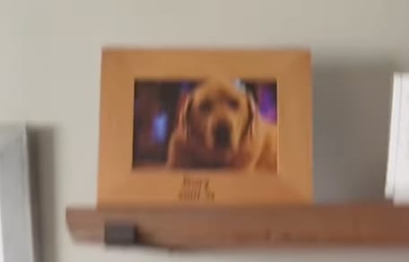 Une photo hommage à un Golden Retriever