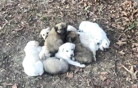 A "pile" of puppies in the wild