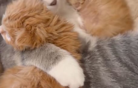 Une portée de chatons