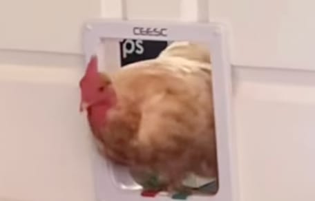 Une poule dans une chatière