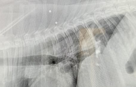 Una radiografia di cane crivellato di pallini