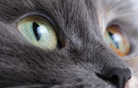 Une tête de chat en gros plan