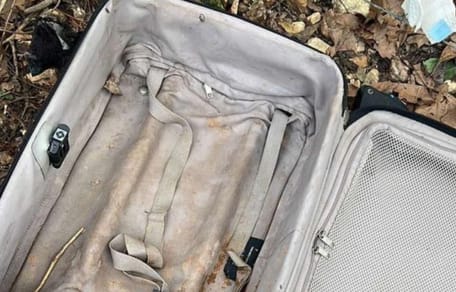 Une valise pleine de chiots