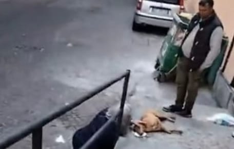 uomo e donna soccorrono cane randagio in strada
