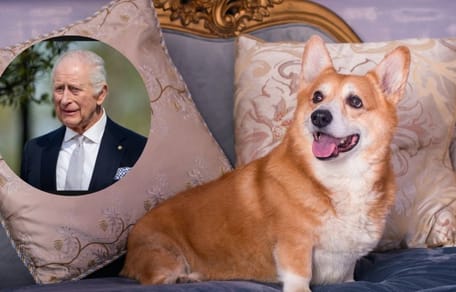 Will Andrew have the corgis taken away from him?