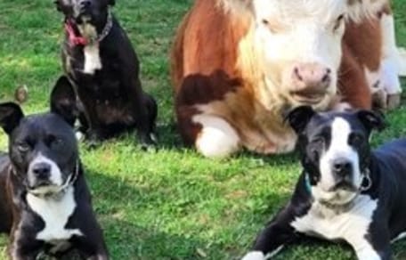 Une vache entourée de chiens