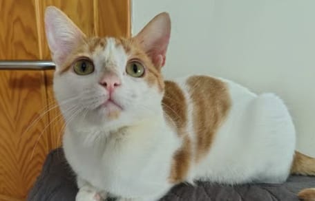 vainilla-gata-en-adopcion