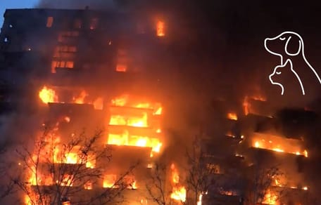 valencia-edificio-en-llamas-perro-gato