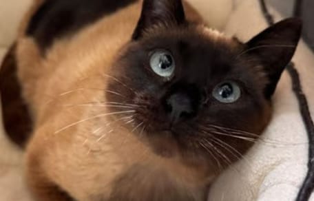Rescatada por ser demasiado cariñosa: Valentina busca el hogar que siempre le negaron