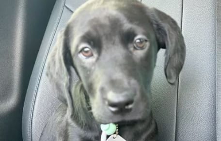 Hund Venom