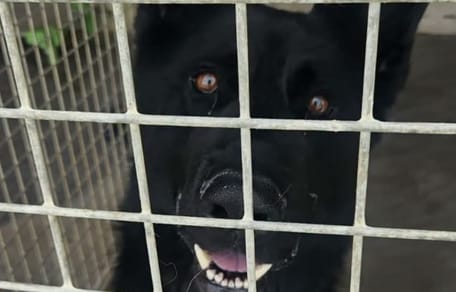 Venom le chien
