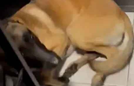 Verängstigter Malinois liegt in der Ecke