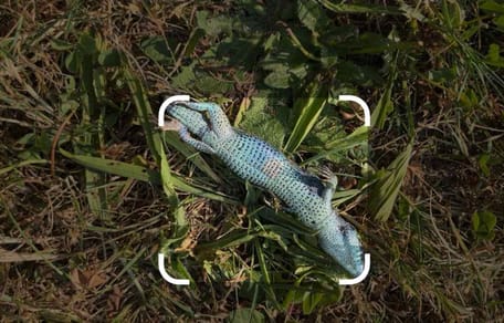 Verfärbte Eidechse im Gras