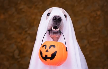 Verkleideter Hund an Halloween
