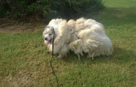 Vernachlässigter Hund sieht aus wie ein Schaf
