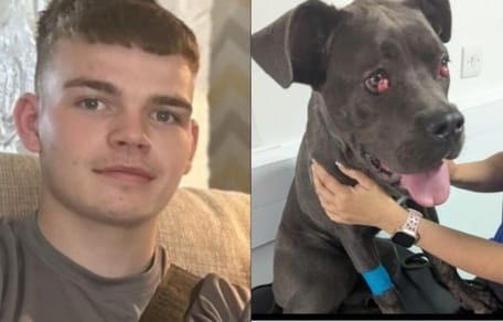 Skazany właściciel psów i cane corso