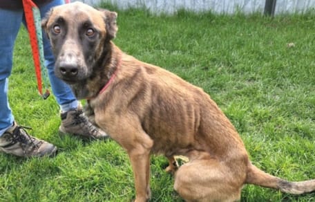 Verwaarloosde hond Julia net op tijd gered uit huis in Vlaardingen