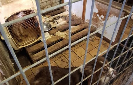 Verwaarlozing van dieren neemt toe in Nederland
